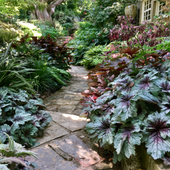 Tapestry Heucherella in 3.5 inch pots—-you chose amount. One plant per pot!